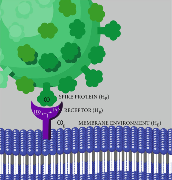 The SARS-CoV-2 spike protein facilitates host cell invasion by binding with cell membrane embedded ACE2 receptors.